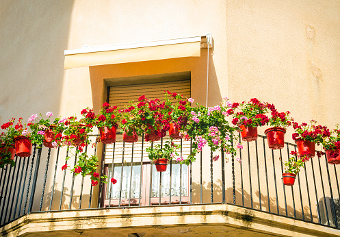 Pelargonije so ene od najstarejših okenskih in balkonskih rastlin. | Foto: 