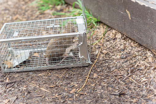 Situacija je kritična in mišelovke ne delujejo več. Vlada je v boju proti epidemiji z mišmi odobrila uporabo najmočnejšega strupa.  | Foto: Getty Images
