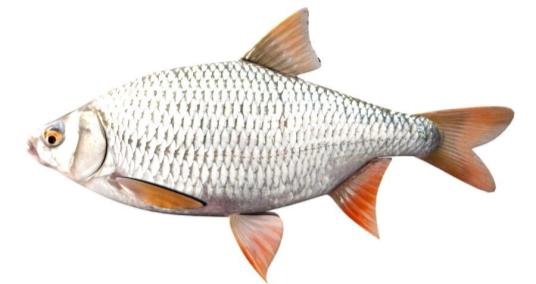Rdečeoka (Rutilus rutilus) je ena izmed najbolj razširjenih sladkovodnih rib na večjem delu evropske celine. 