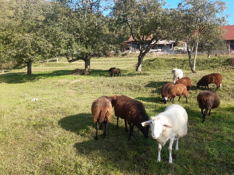 Na ekološki kmetiji Konda svoje živali hranijo z dokrmljevanjem. Uživajo seno, travo in dodatek žit, ki jih prav tako pridelajo sami.  | Foto: 