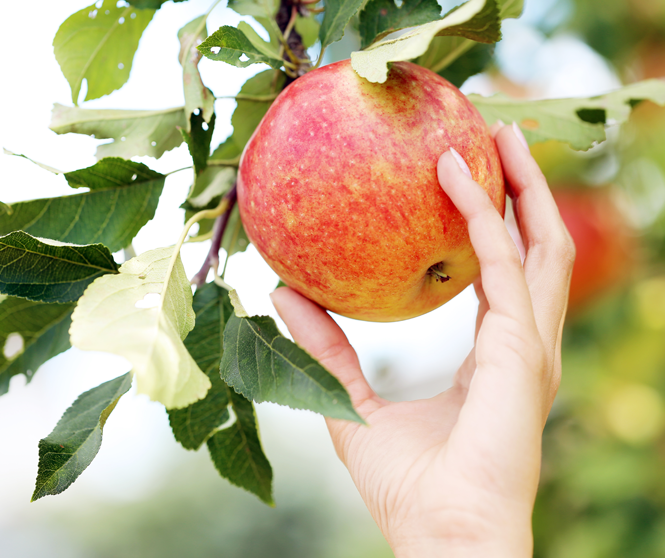Kljub napredku mehanizacije in razvoju kmetijstva, se večina jabolk še vedno obere ročno. | Foto: Spar | Foto: 