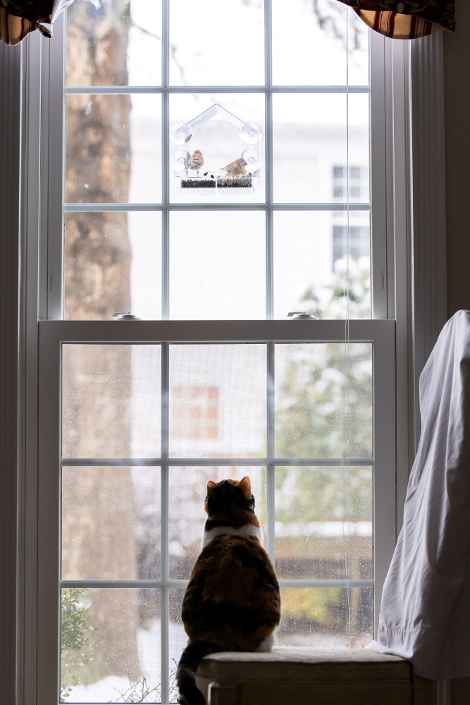 Hišni ljubljenčki | Foto: Shutterstock