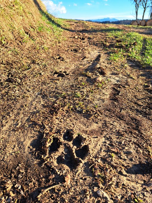 Sledovi volka, ki jih je Jure Bedenk našel nedaleč od svoje kmetije. | Foto: arhiv Jure Bedenk