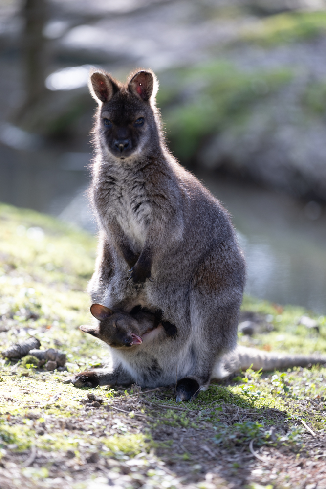 Samica rdečevratega kenguruja z mladičem | Foto: ZOO Ljubljana