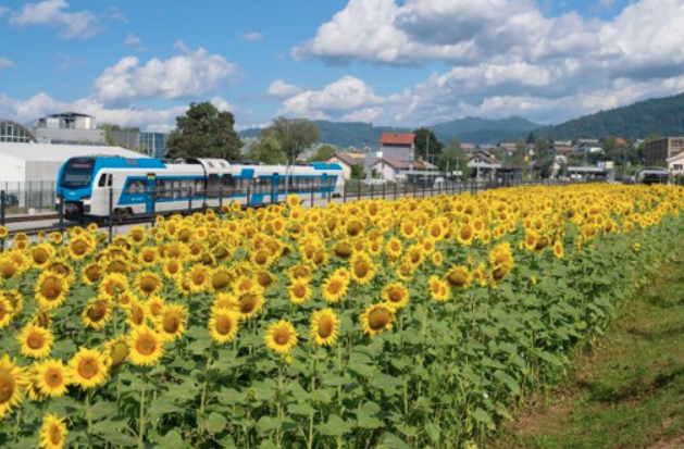 Občina Grosuplje: sončnično polje v Grosupljem (leto 2023) | Foto: Občina Grosuplje