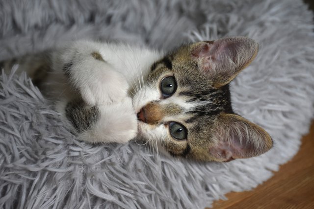 Mačja hiša | Foto: Mačja hiša