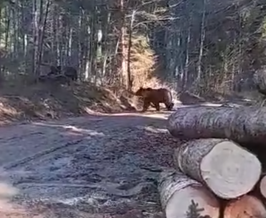 Medvedki, SiDG thumb | Foto: SIDG