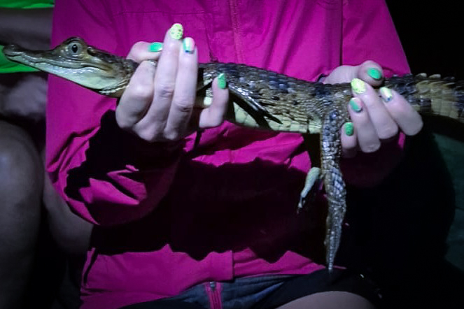 Majhen kajman  | Foto: Karmen Pliberšek