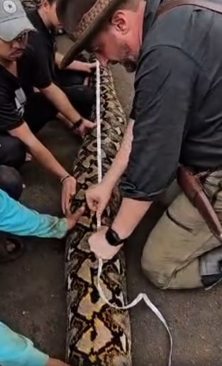 kača, mrežasti piton, Guinessov rekord | Foto: Guinness World Records/Facebook