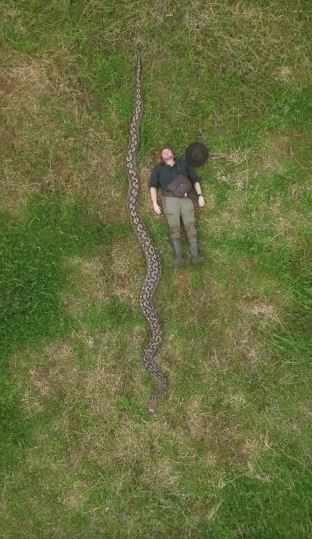 kača, mrežasti piton, Guinessov rekord | Foto: Guinness World Records/Facebook