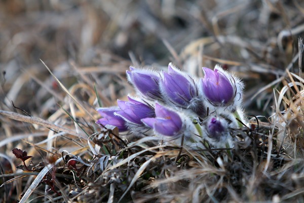 Gre za stepsko rastlino, ki uspeva na sončnih, kamnitih in suhih traviščih ter cveti zgodaj spomladi, ponavadi okoli velike noči, po kateri je dobila tudi ime. Cvet sestavlja šest vijoličastih listov, rastlino pa oprašujejo čebele in čmrlji. | Foto: Turistično-olepševalno društvo Ponikva