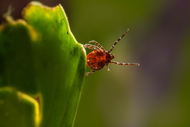 Veliki klop (Hyalomma marginatum) | Foto: arhiv ponudnika