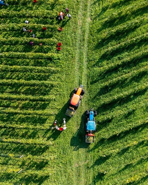 Radgonska penina, vinogradništvo | Foto: Radgonske gorice