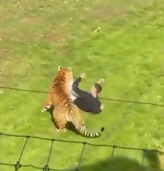Po napadu tigra družina umrlega: Imel je hude psihične težave