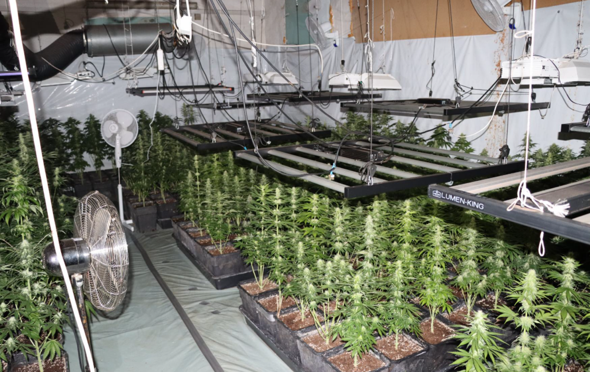 konoplja, trava, droga | Šmarski policisti so konec preteklega tedna opravili hišno preiskavo in v stanovanjsko poslovnem objektu našli in zasegli okoli 1.200 rastlin prepovedane droge konoplje, so zapisali na policiji. | Foto policija