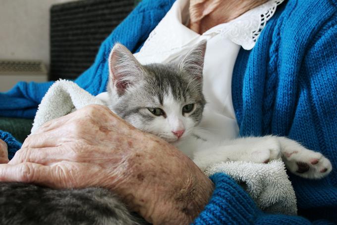 pokojnina maček ljudje | Foto: Getty Images