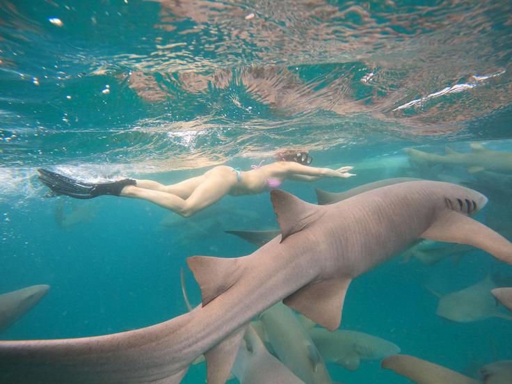 morski pes | Foto: Shutterstock