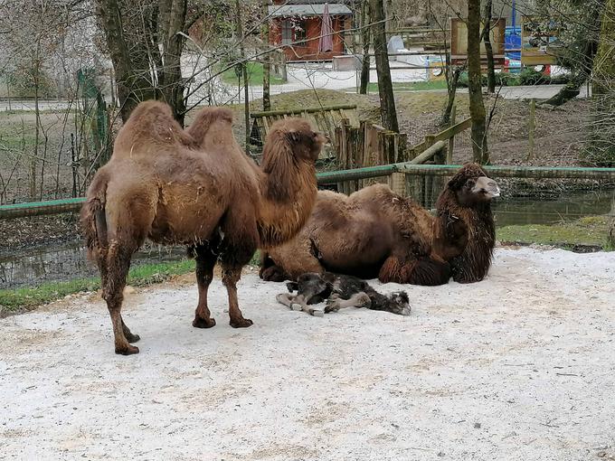 Kamele | Foto: Anže Rupnik