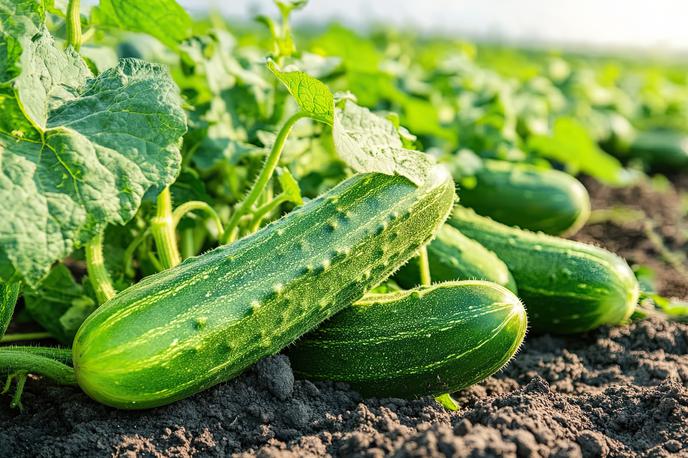 kumare | Foto Shutterstock