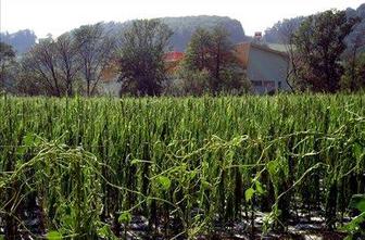 Zavarovanja pred točo pri nas še niso zelo razvita