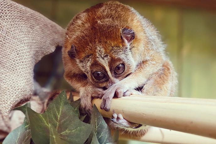 Mai, pritlikavi počasni lori | Pritlikavi počasni lori (Nycticebus pygmaeus) spada v skupino polopic, čeprav za razliko od drugih primatov ne skače. | Foto Tropska hiša