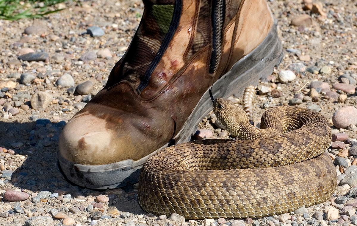 Kača. Ugriz. | Kmetje, ki biologijo in ekologijo kač bolje poznajo, imajo do njih tudi rahlo bolj pozitivna stališča, kar po mnenju Konc kaže na pomen izobraževanja in ozaveščanja. | Foto Thinkstock