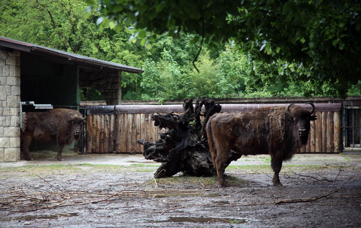 bizon, živalski vrt | Opozorili so, da gre za močno in divjo žival, zato naj se mu ljudje, če ga kje vidijo, ne približujejo. (Fotografija je simbolična.) | Foto Hina/STA