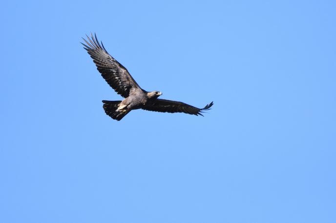 Planinski orel Slovenija | Rentgensko slikanje naključno najdenega kadavra planinskega orla (Aquila chrysaetos) je razkrilo, da so ptico ustrelili. | Foto Emil Sušanj