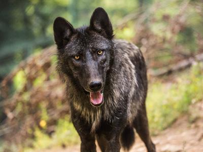 Ljubljanski živalski vrt pred veliko prenovo