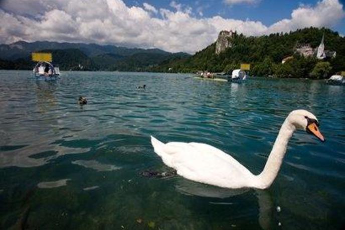 Razburljiv blejski dan brez slovenske zmage