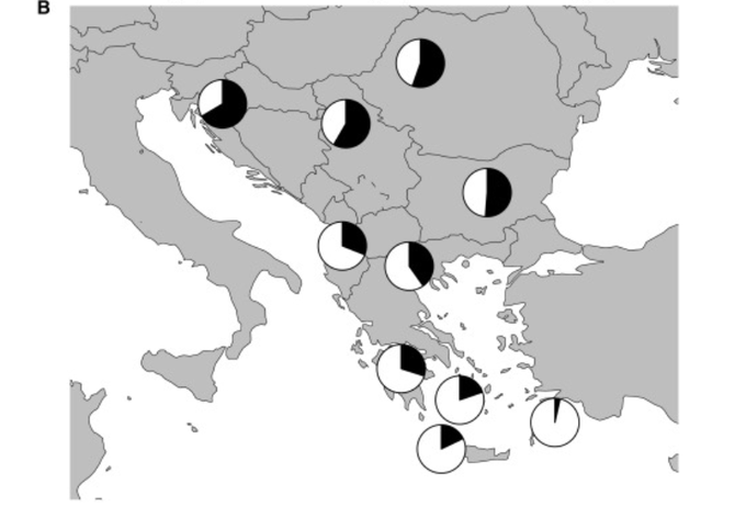 Decembra lani je bila objavljena znanstvena študija, ki je ugotovila, da ima hrvaška populacija v svojem genetskem naboru oziroma skladu 66,5 odstotka slovanskih genov, srbska 58,4 odstotka, romunska 55,4 odstotka, bolgarska 51,2 odstotka in albanska 31 odstotkov. Glede na to, da delež genov populacije WHG nakazuje tudi delež slovanskih genov (pradomovina Slovanov onkraj Karpatov je območje Evrope z največjim deležem genov populacije WHG), ima slovenska populacija v svojem genetskem naboru verjetno večji delež slovanskih genov kot hrvaška. | Foto: Inigo Olalde, Carles Lalueza-Fox, David Reich in sodelavci