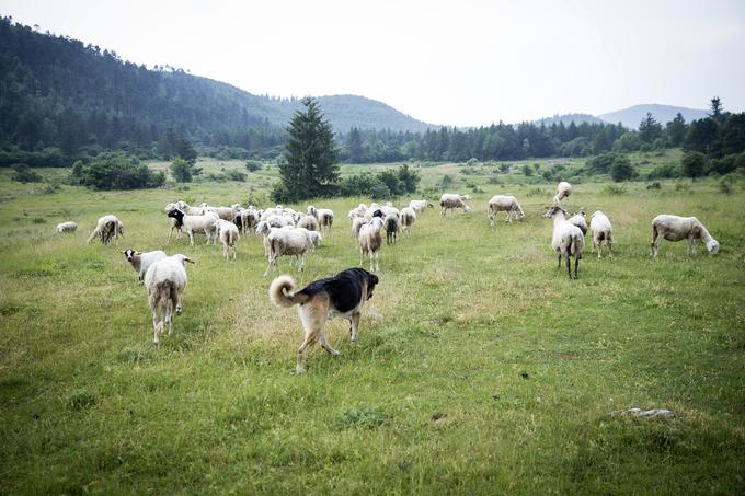 Jack, mešanec med srednjeazijskim in nemškim ovčarjem, je čredi najbolj zvest. Povsod gre z njo. | Foto: Ana Kovač