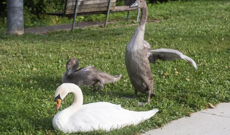 Na Koseškem bajerju znova odkrili poginjenega laboda