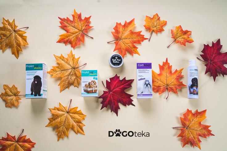 Dogoteka | Foto: 