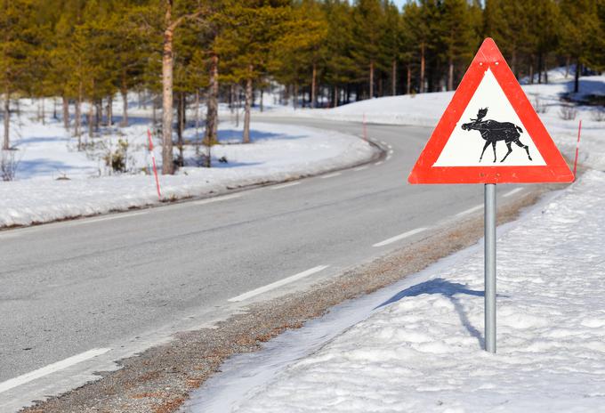 Ste vedeli, da je med turisti najbolj priljubljen prometni znak, ki opozarja na nevarnost losov na cestišču? | Foto: Thinkstock