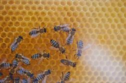 Slovenija bližje uresničitvi predloga za svetovni dan čebel