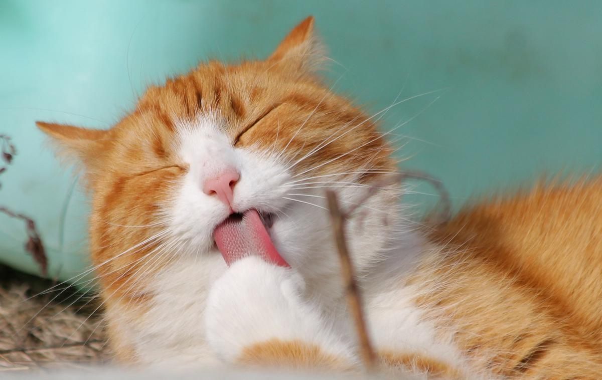 mačke | Foto Pixabay