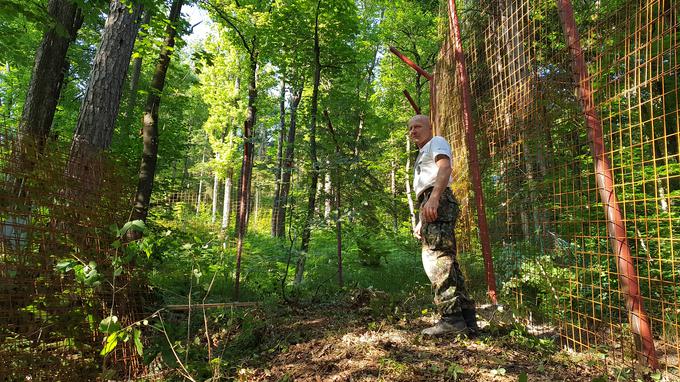 Na desni je zunanja ograda, ki jo Rožmanec končuje in bo od jutri omejevala življenjski prostor tigrov. V prihodnje namerava notranjo kletko nadomestiti z betonirano kletjo. | Foto: Andreja Lončar