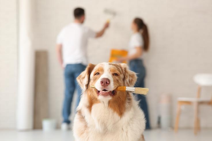 beljenje barvanje | Foto: Shutterstock