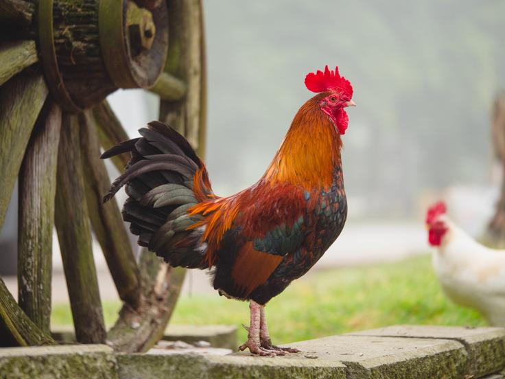 Petelin z imenom Magda bo ostal pri hiši, pravi njegov lastnik.  | Foto: Shutterstock