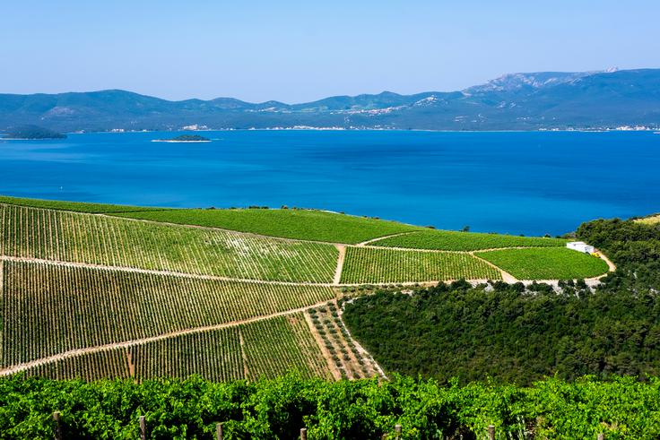 Vinogradi grozdja za vinsko sorto plavac mali v južni Dalmaciji s pogledom na polotok Pelješac | Foto: Shutterstock