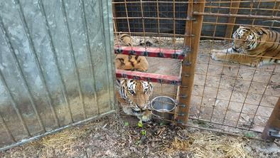 Rešil in v okolici Vrhnike naselil tri sibirske tigre #foto #video