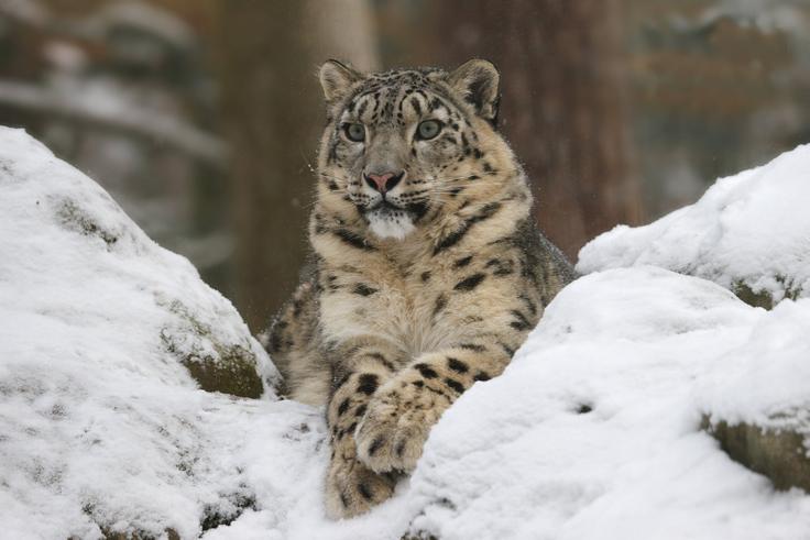 Nasprotniki projekta opozarjajo tudi na velike ekološke posledice, med drugim na biotsko raznovrstnost. Ogroženi naj bi bili tudi snežni leopardi.
 | Foto: Guliverimage