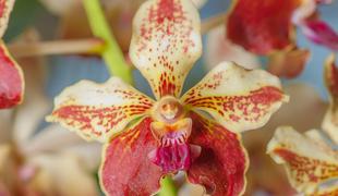 Cvetovi orhidej, v katerih se skrivajo opičje podobe