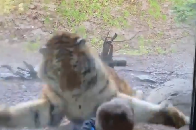 Tiger | Tiger naj bi pobegnil iz ograde v Schkeuditzu, kjer trenerka tigrov zadržuje velike mačke. | Foto zajem zaslona