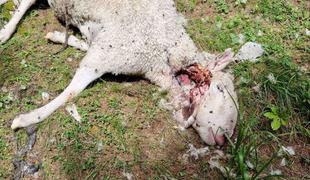 Na pašniku v Solčavi volk poklal več deset glav drobnice
