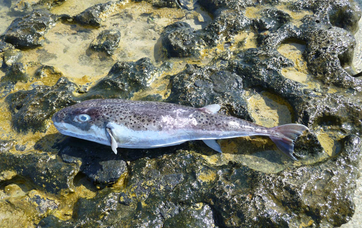 riba napihovalka | Riba, ki jo je ujel italijanski ribič, je dolga približno 20 centimetrov. | Foto Wikipedia