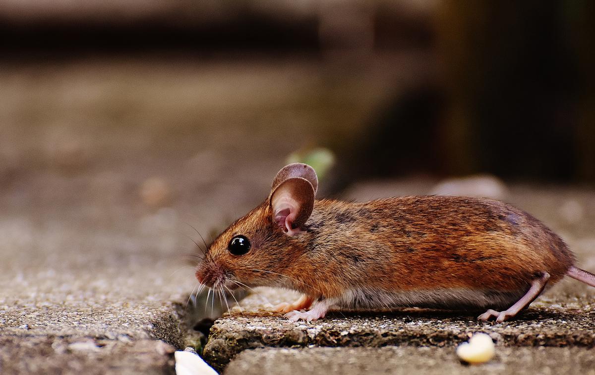 Miš, miška | Foto Pixabay