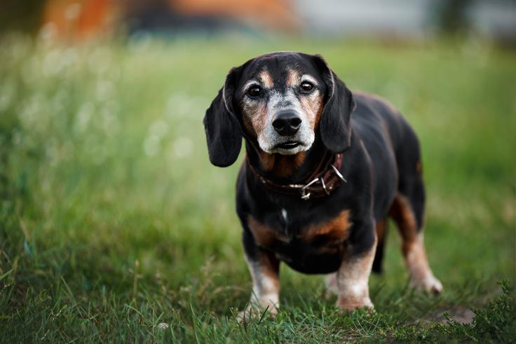 starejši pes, senior | Foto: Shutterstock