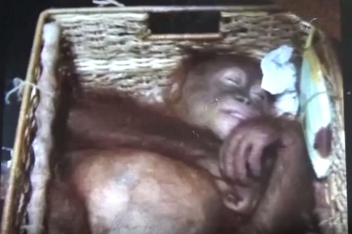 orangutan | Foto AP Video